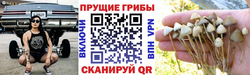 Галлюциногенные грибы мицелий  Купить закладки  Южно-Сухокумск 